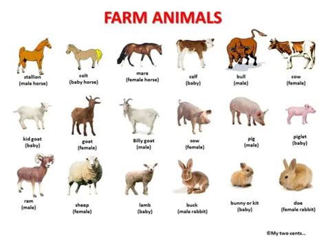 What Are Some Farm Animals Called